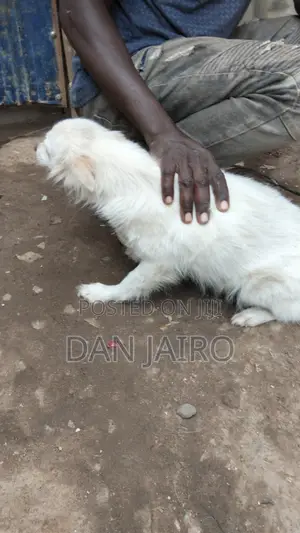 6-12 months Female Mixed Breed Japanese Spitz
