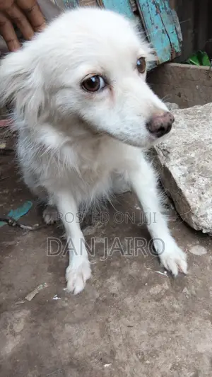 6-12 months Female Mixed Breed Japanese Spitz