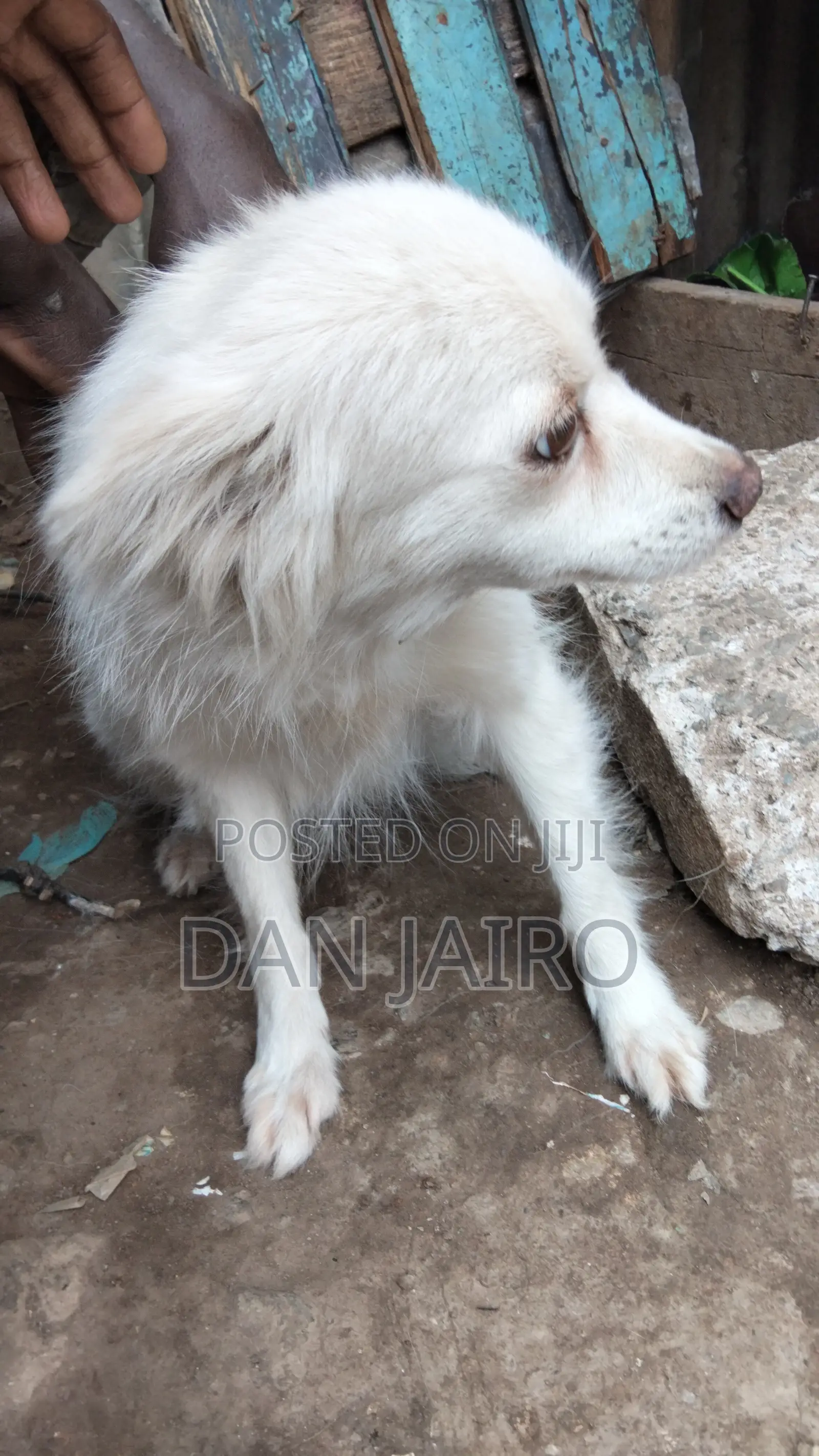6-12 months Female Mixed Breed Japanese Spitz