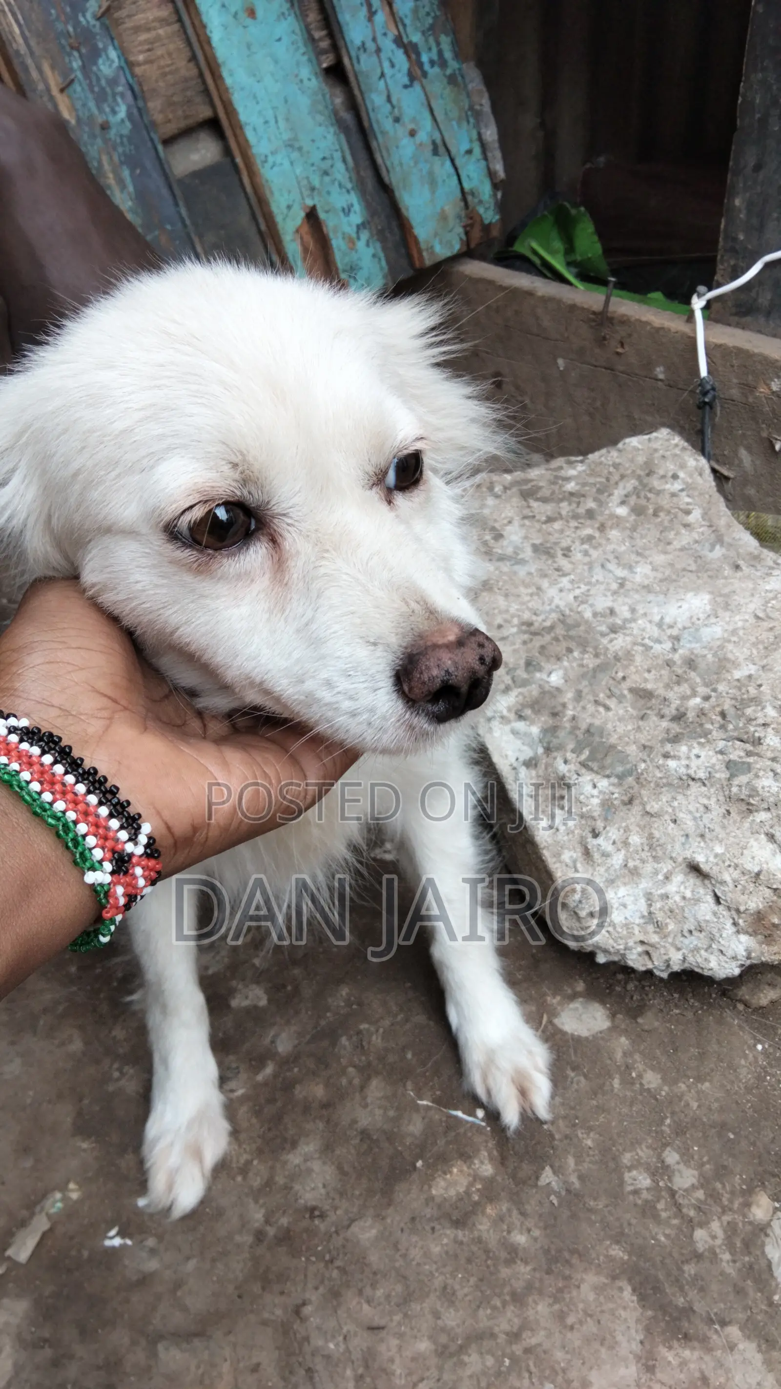 6-12 months Female Mixed Breed Japanese Spitz