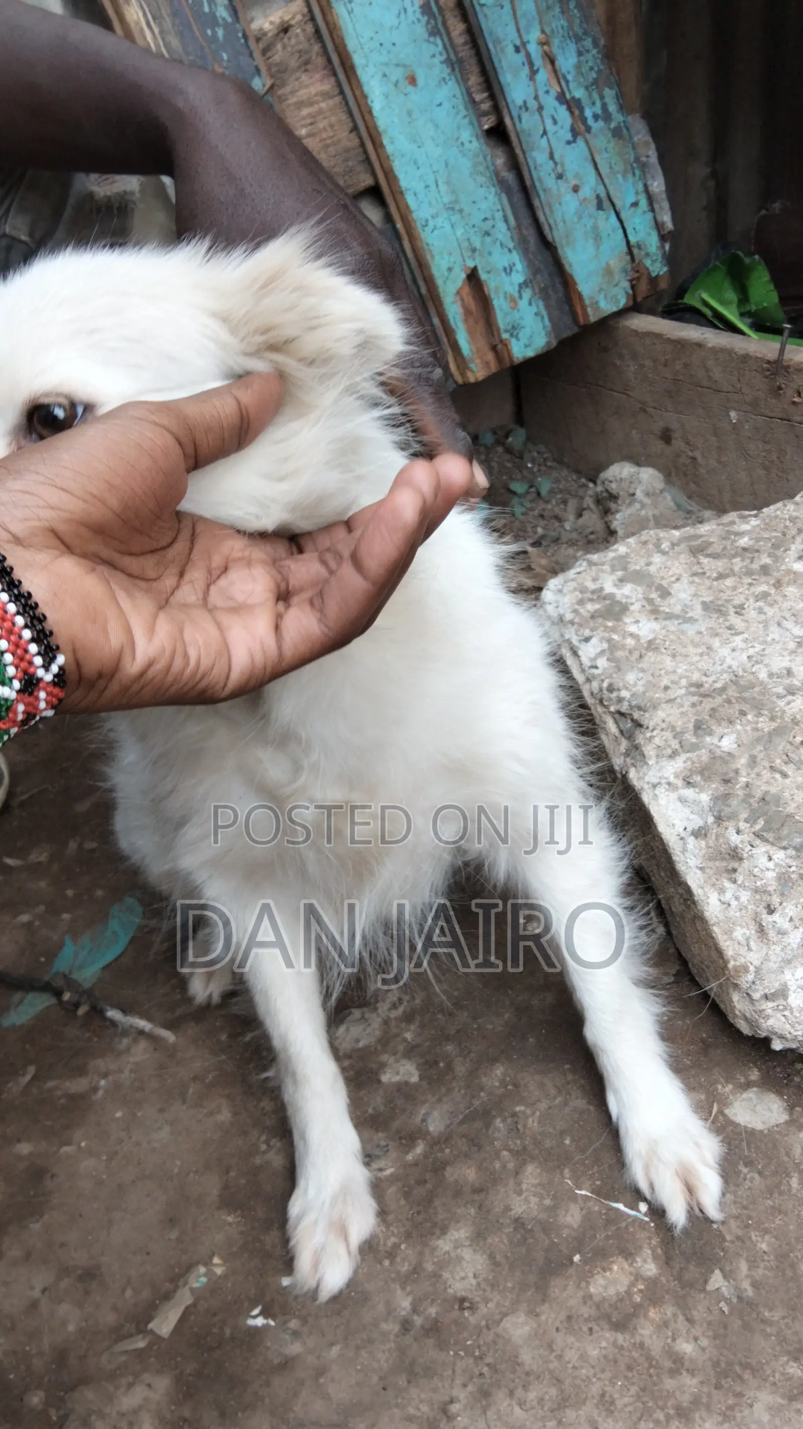 6-12 months Female Mixed Breed Japanese Spitz