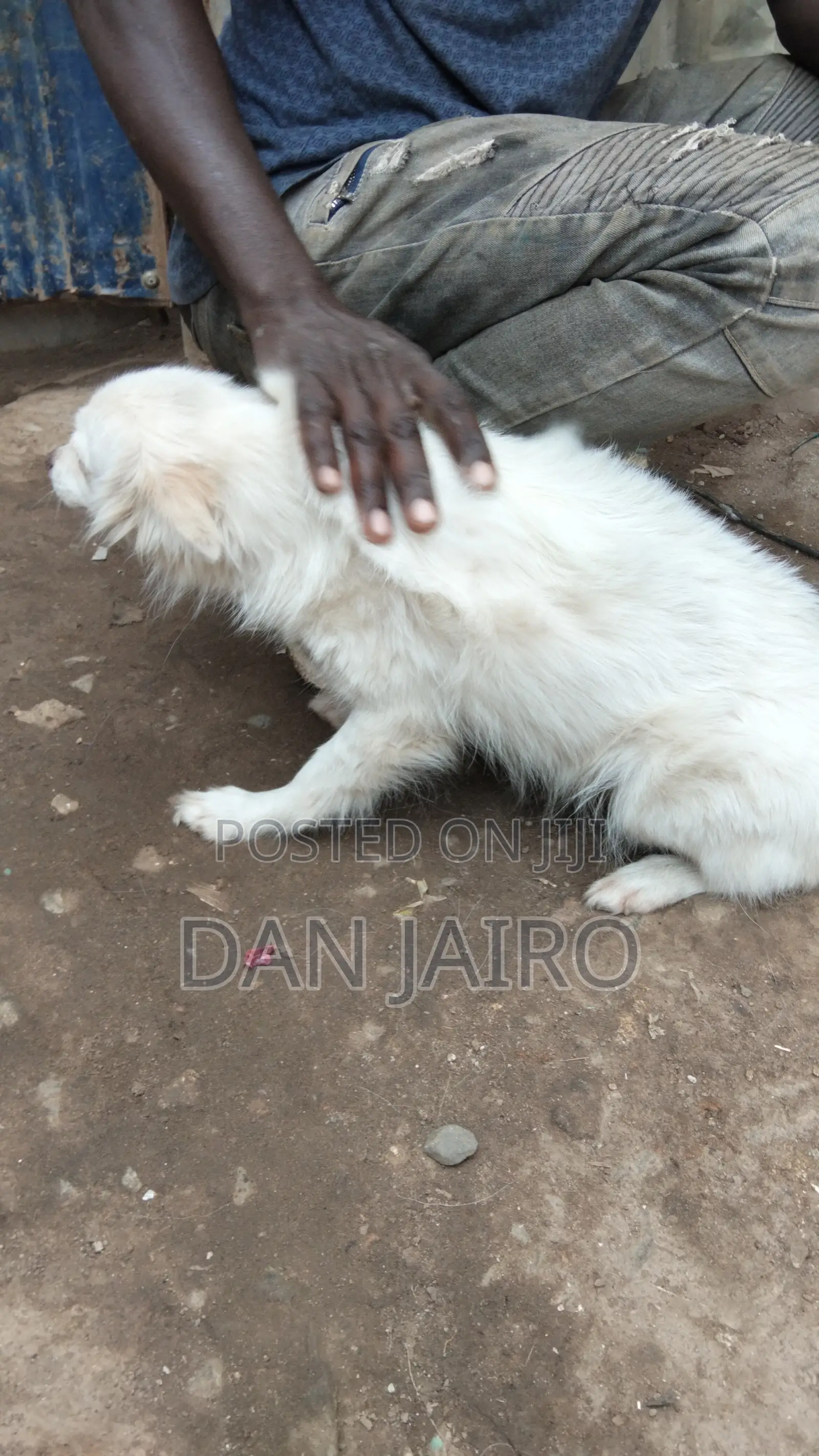 6-12 months Female Mixed Breed Japanese Spitz