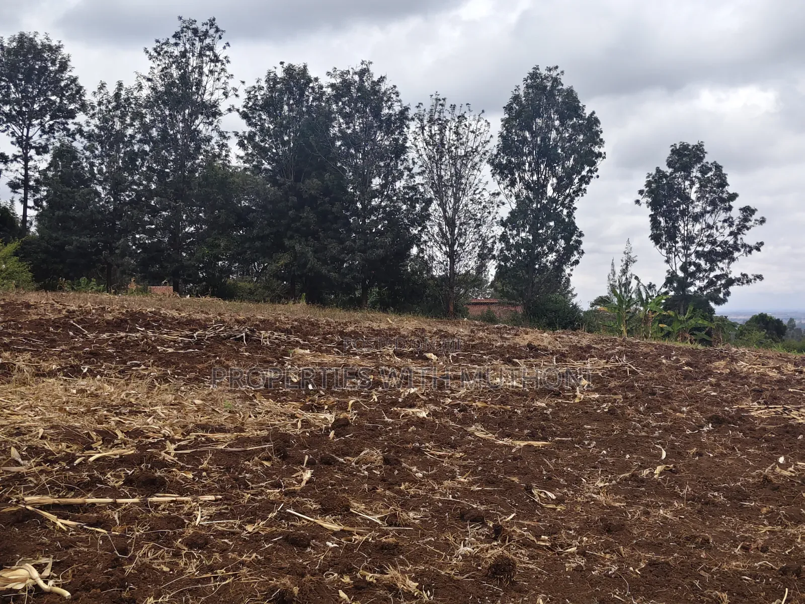 1 and 1/2 Acres for Sale in Olkeri for Sale.