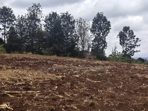 1 and 1/2 Acres for Sale in Olkeri for Sale.
