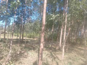 1/2 Acre Land for Sale Nyakach