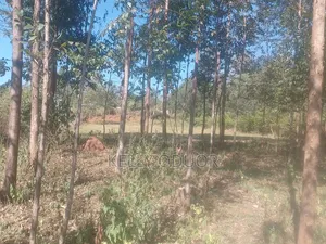 1/2 Acre Land for Sale Nyakach