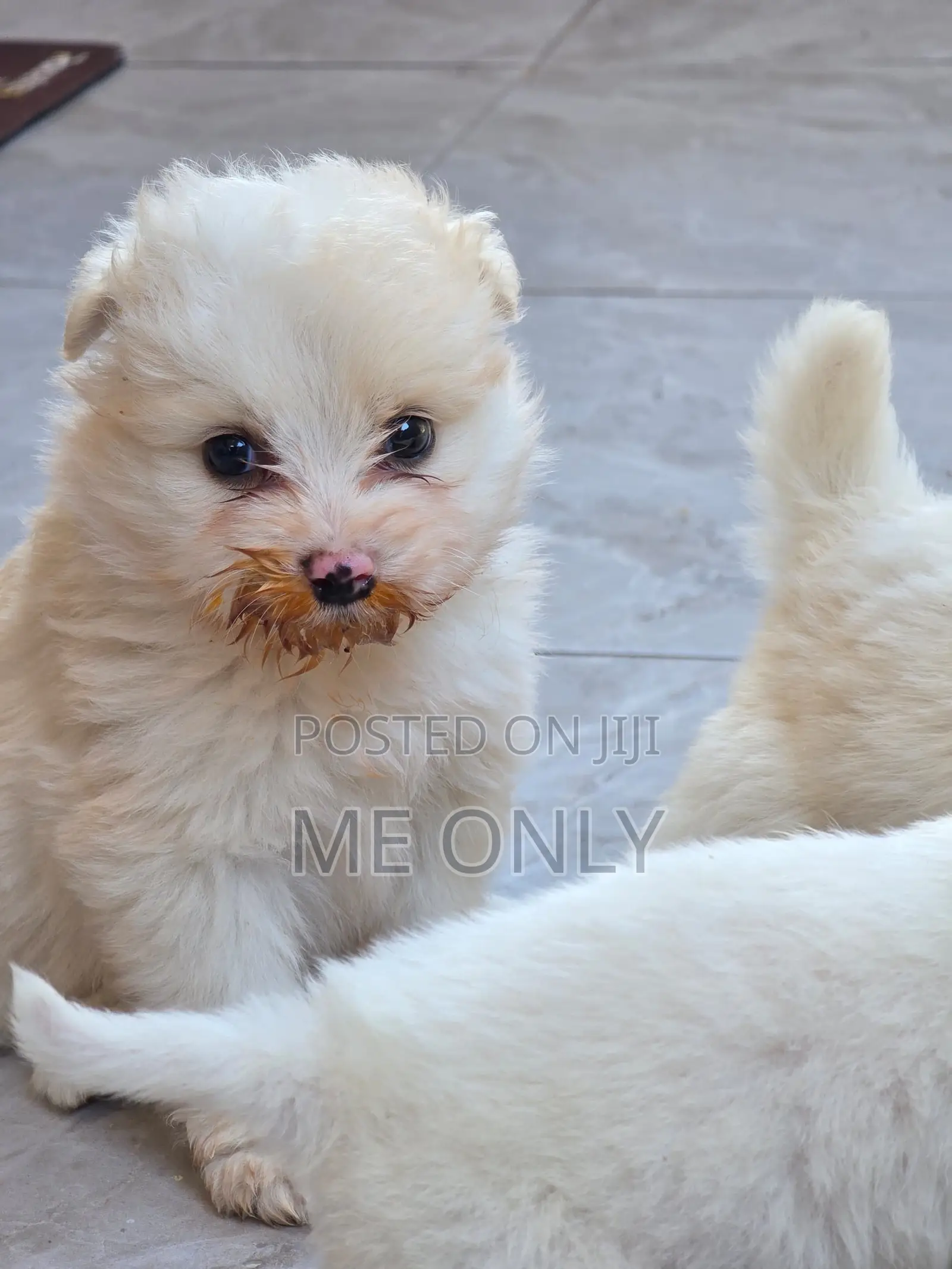 1-3 months Female Purebred Maltese