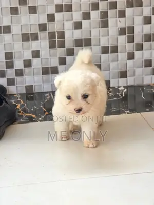 1-3 months Female Purebred Maltese