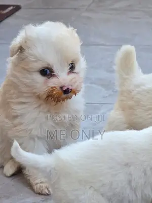 1-3 months Female Purebred Maltese