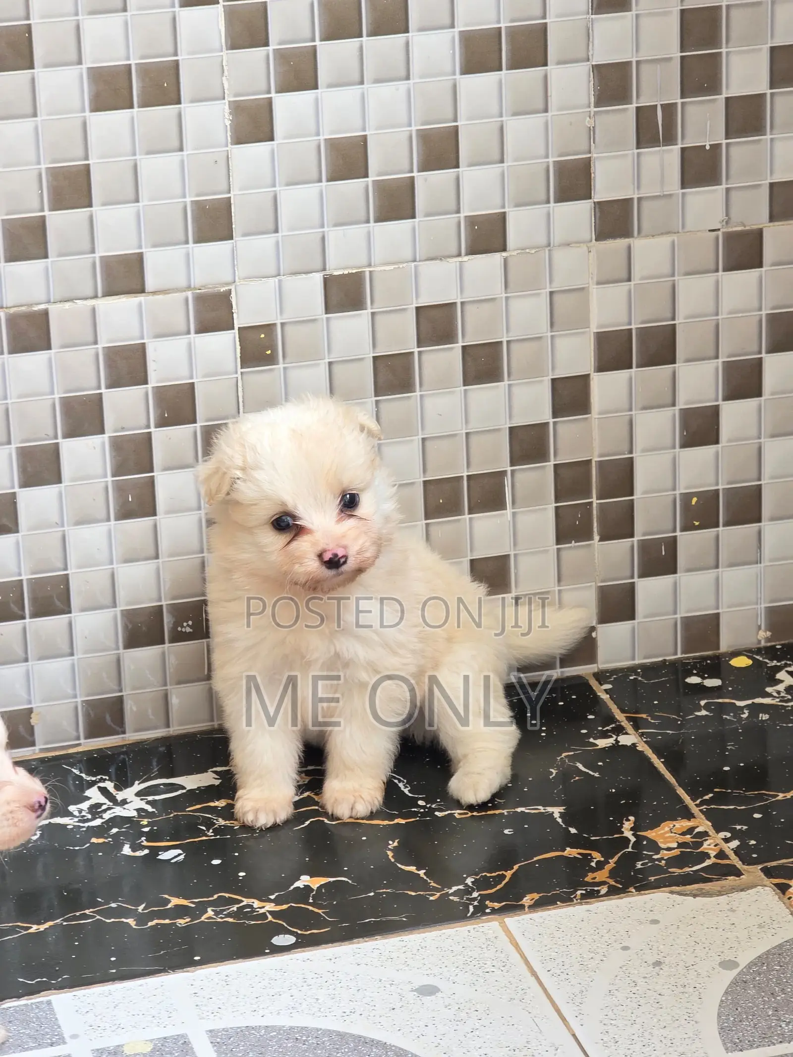 1-3 months Female Purebred Maltese