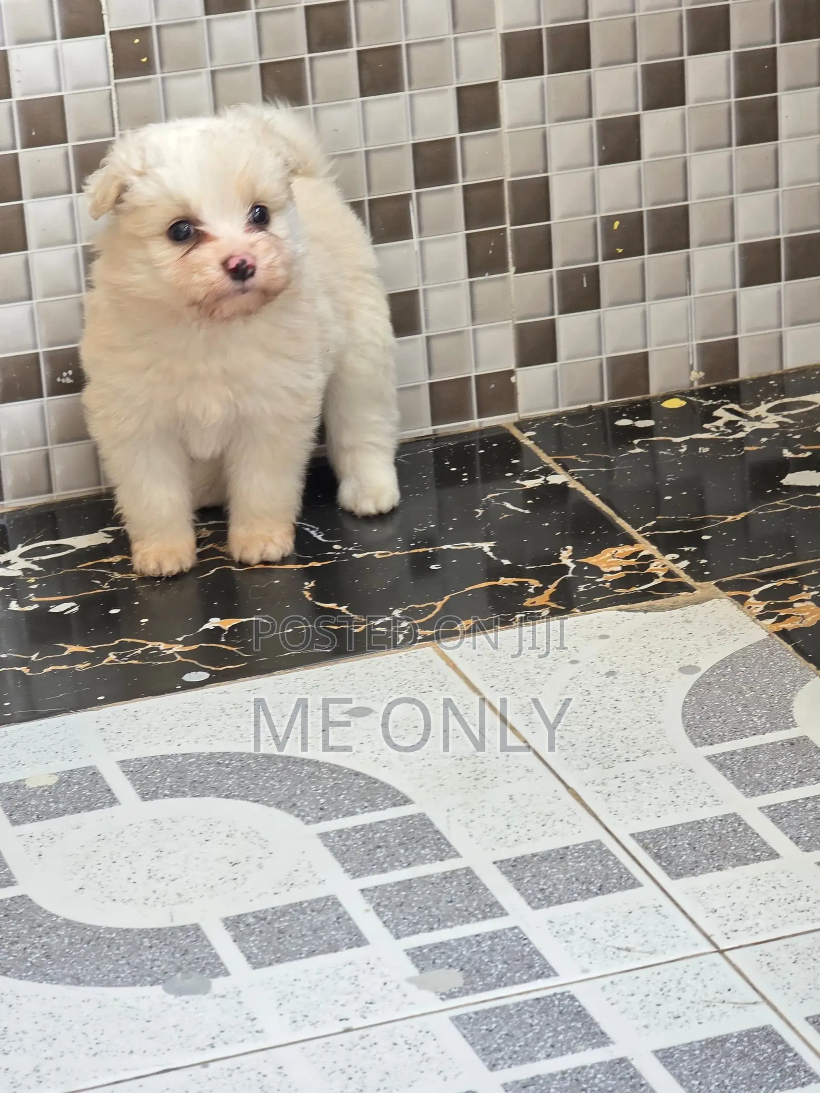 1-3 months Female Purebred Maltese