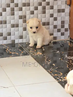 1-3 months Female Purebred Maltese