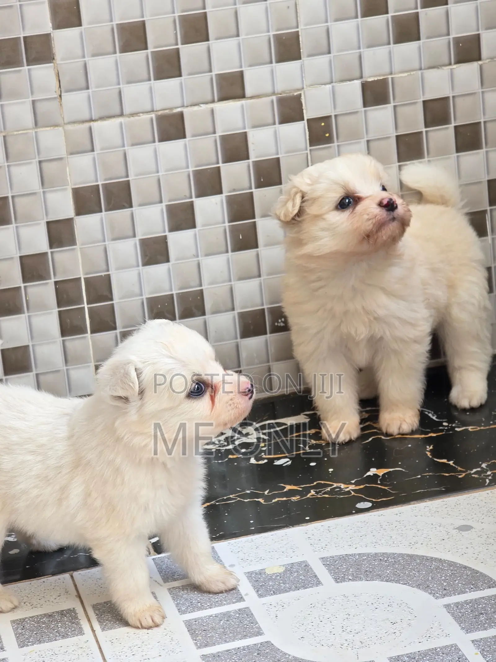 1-3 months Female Purebred Maltese