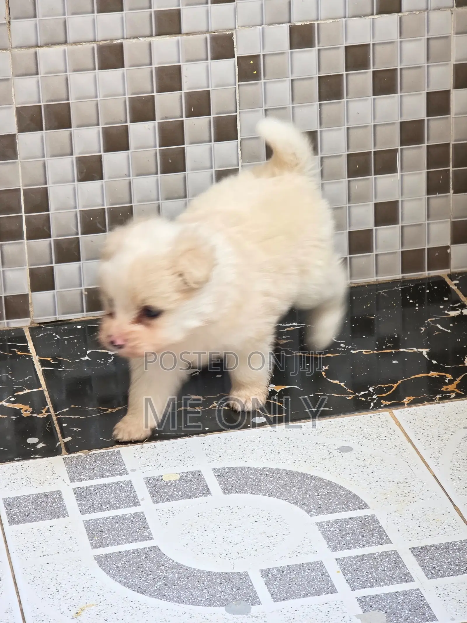 1-3 months Female Purebred Maltese