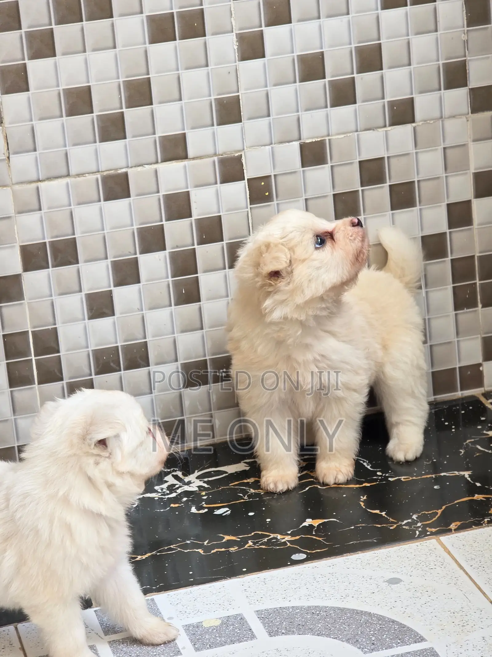 1-3 months Female Purebred Maltese