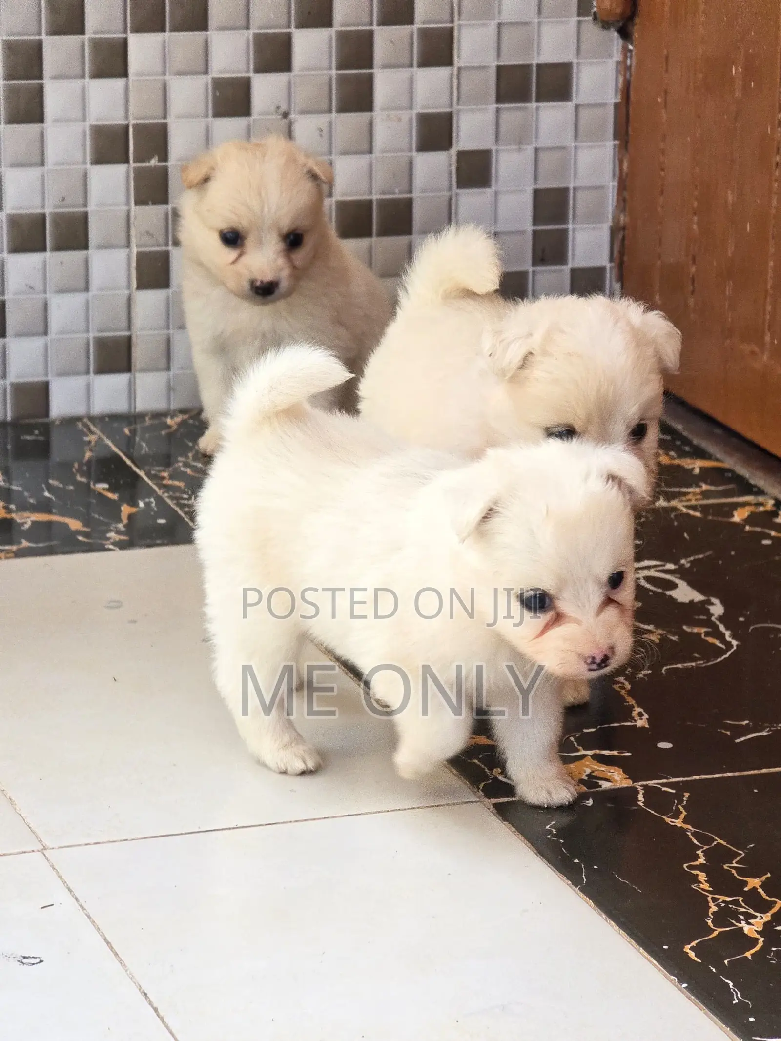 1-3 months Female Purebred Maltese