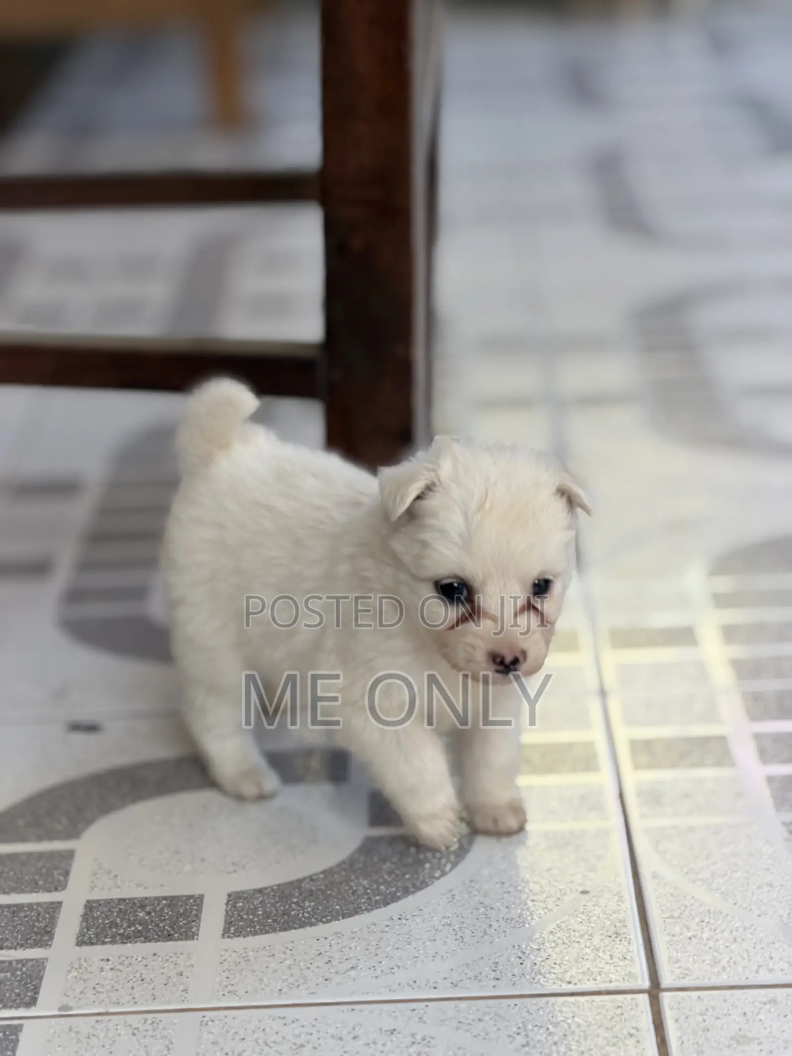 1-3 months Female Purebred Maltese