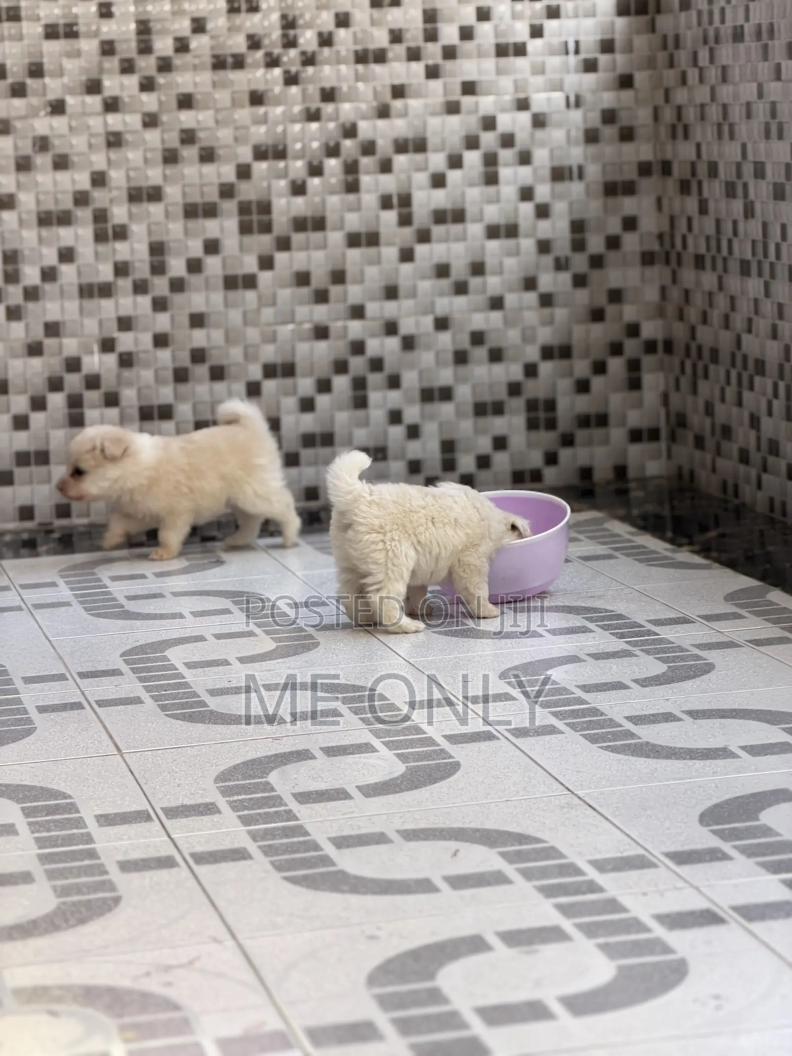 1-3 months Female Purebred Maltese