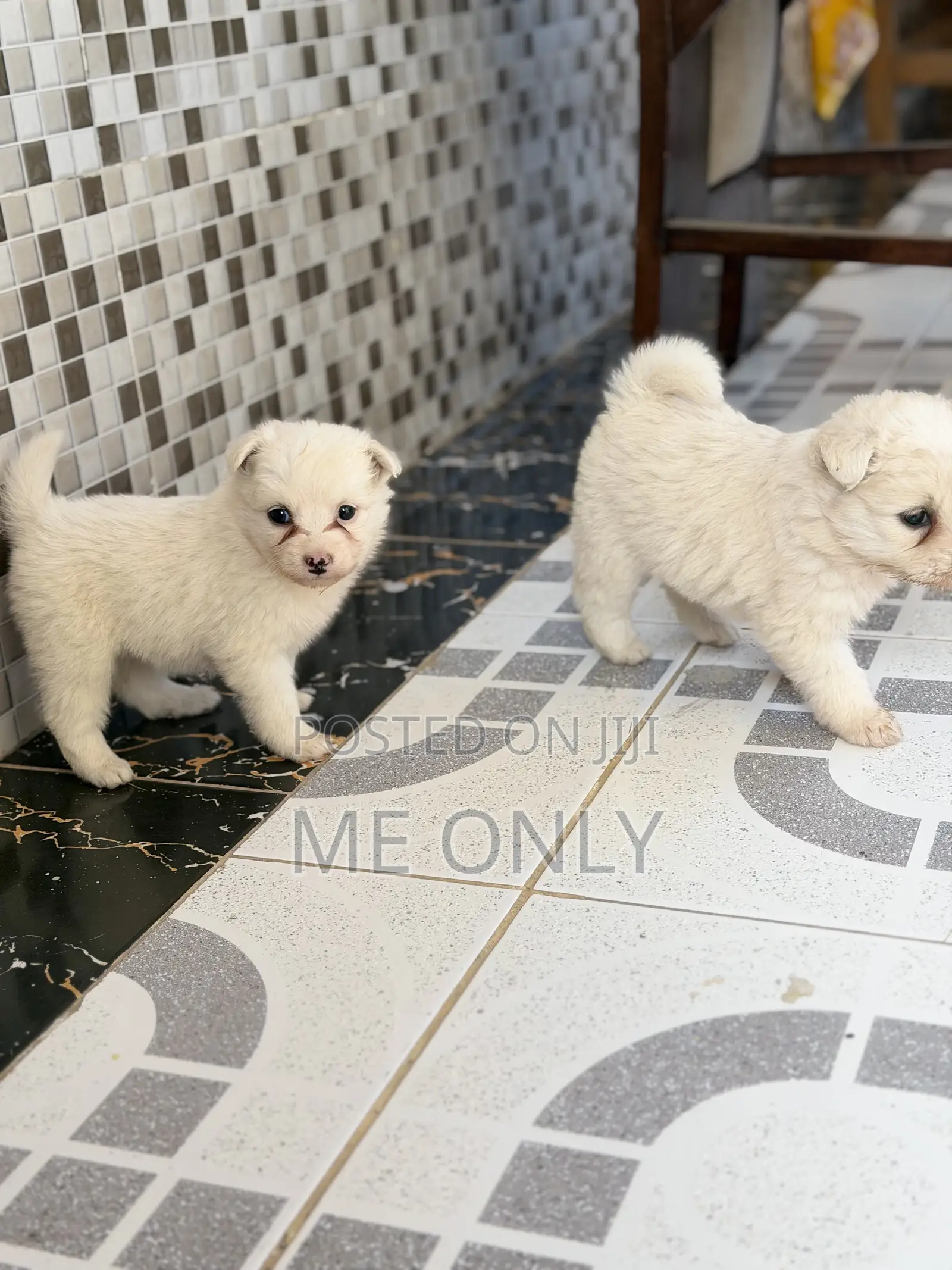 1-3 months Female Purebred Maltese