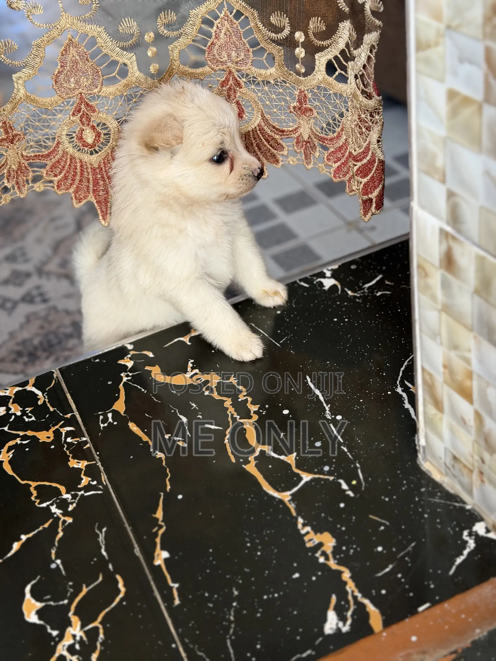 1-3 months Female Purebred Maltese