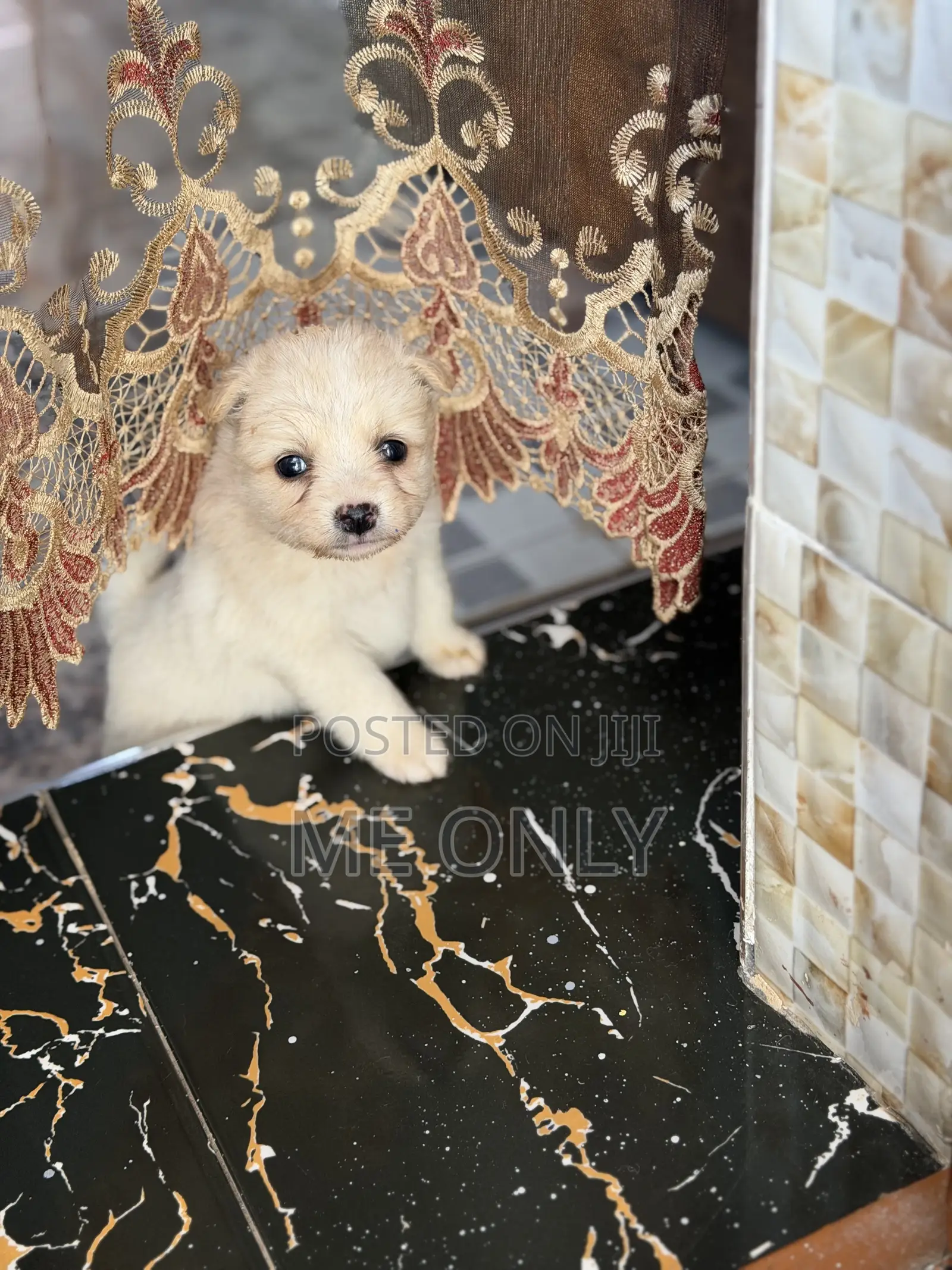 1-3 months Female Purebred Maltese