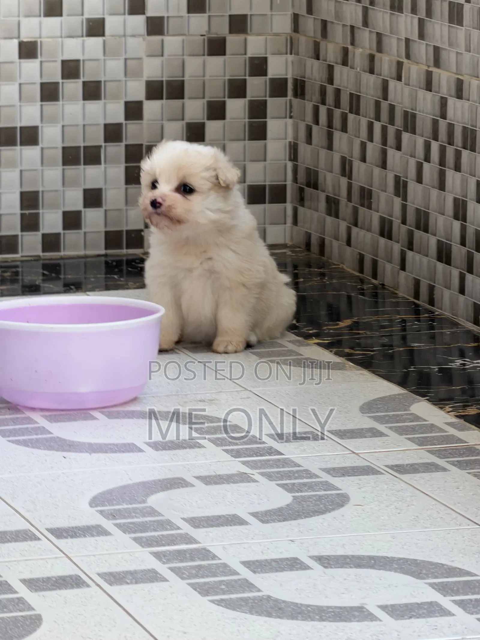 1-3 months Female Purebred Maltese