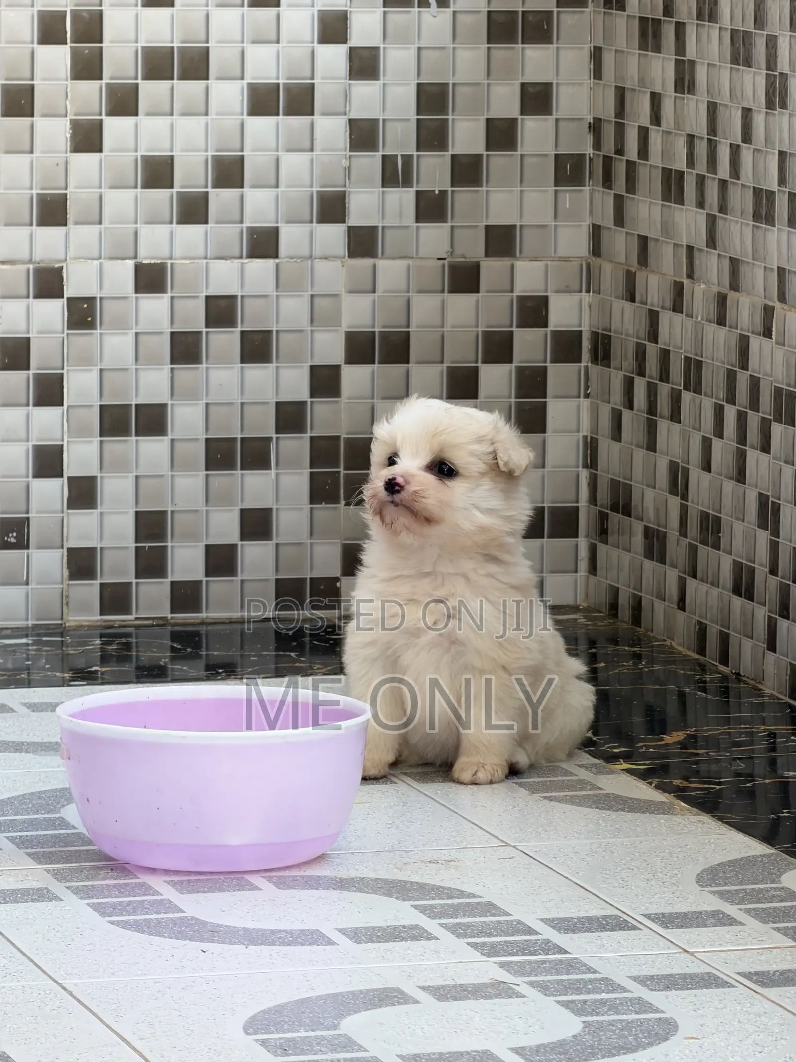 1-3 months Female Purebred Maltese