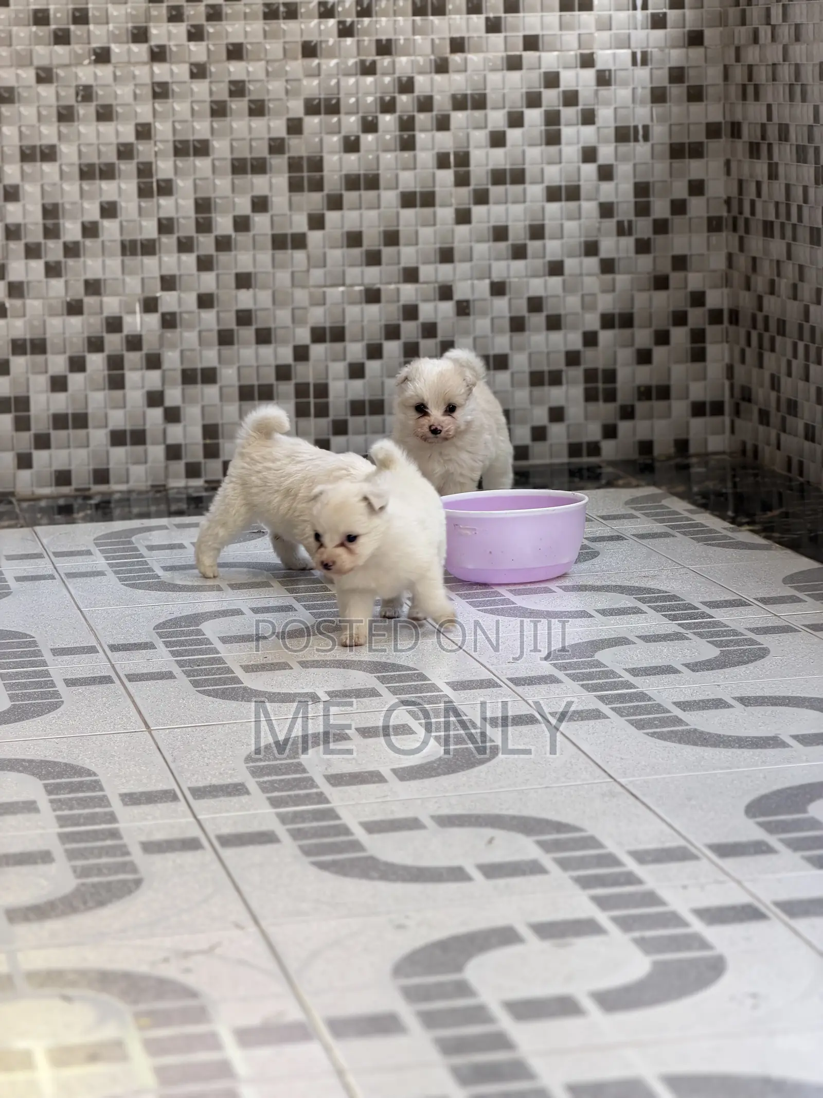 1-3 months Female Purebred Maltese