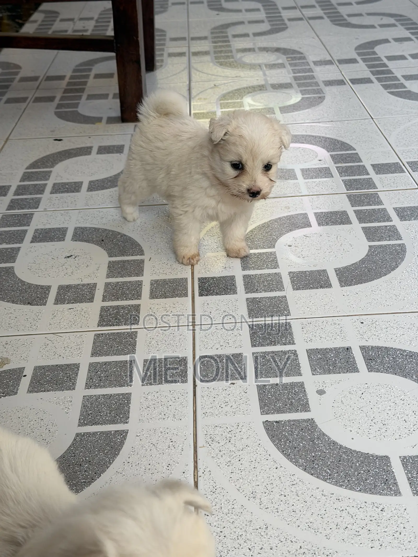 1-3 months Female Purebred Maltese