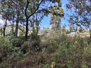 1 Acre for Sale in Lemiso Road, Ngong.