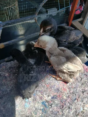 Kuchi Chicks 2 Weeks