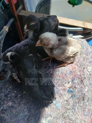 Kuchi Chicks 2 Weeks