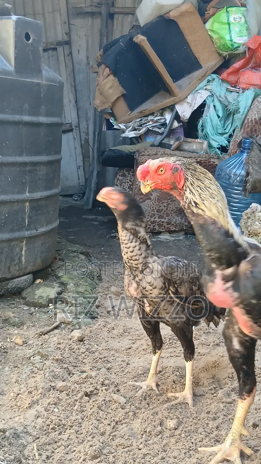 Kuchi Chicks 2 Weeks