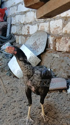 Kuchi Chicks 2 Weeks