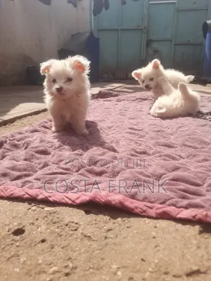3-6 months Male Purebred Japanese Spitz