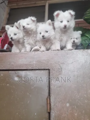 3-6 months Male Purebred Japanese Spitz
