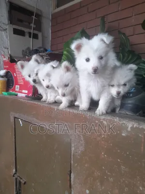 3-6 months Male Purebred Japanese Spitz