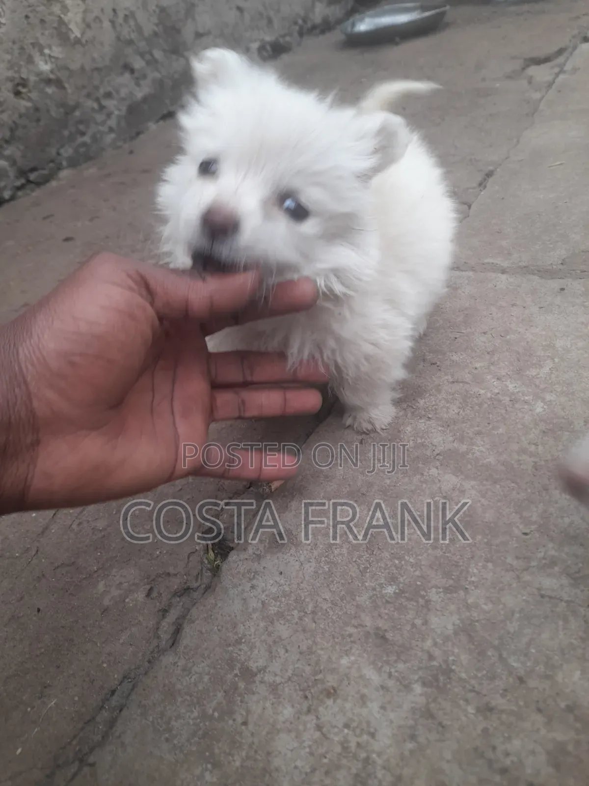 3-6 months Male Purebred Japanese Spitz