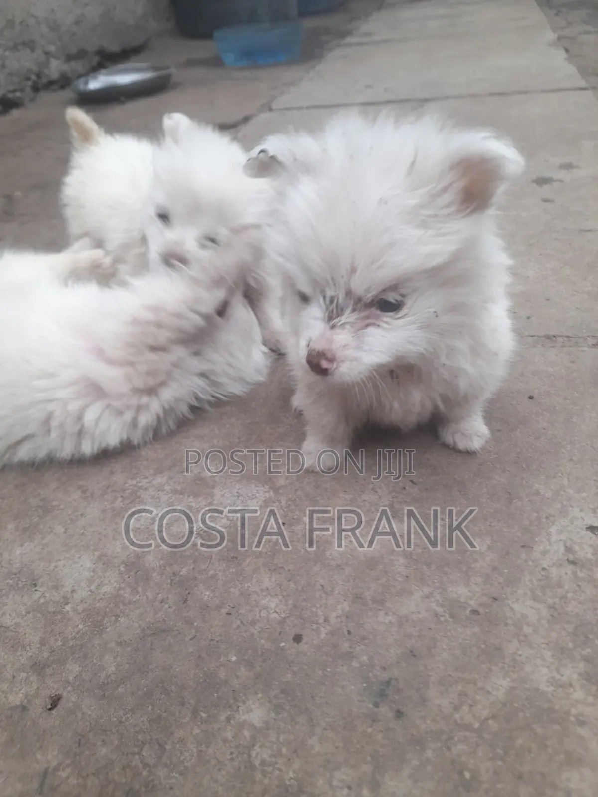 3-6 months Male Purebred Japanese Spitz