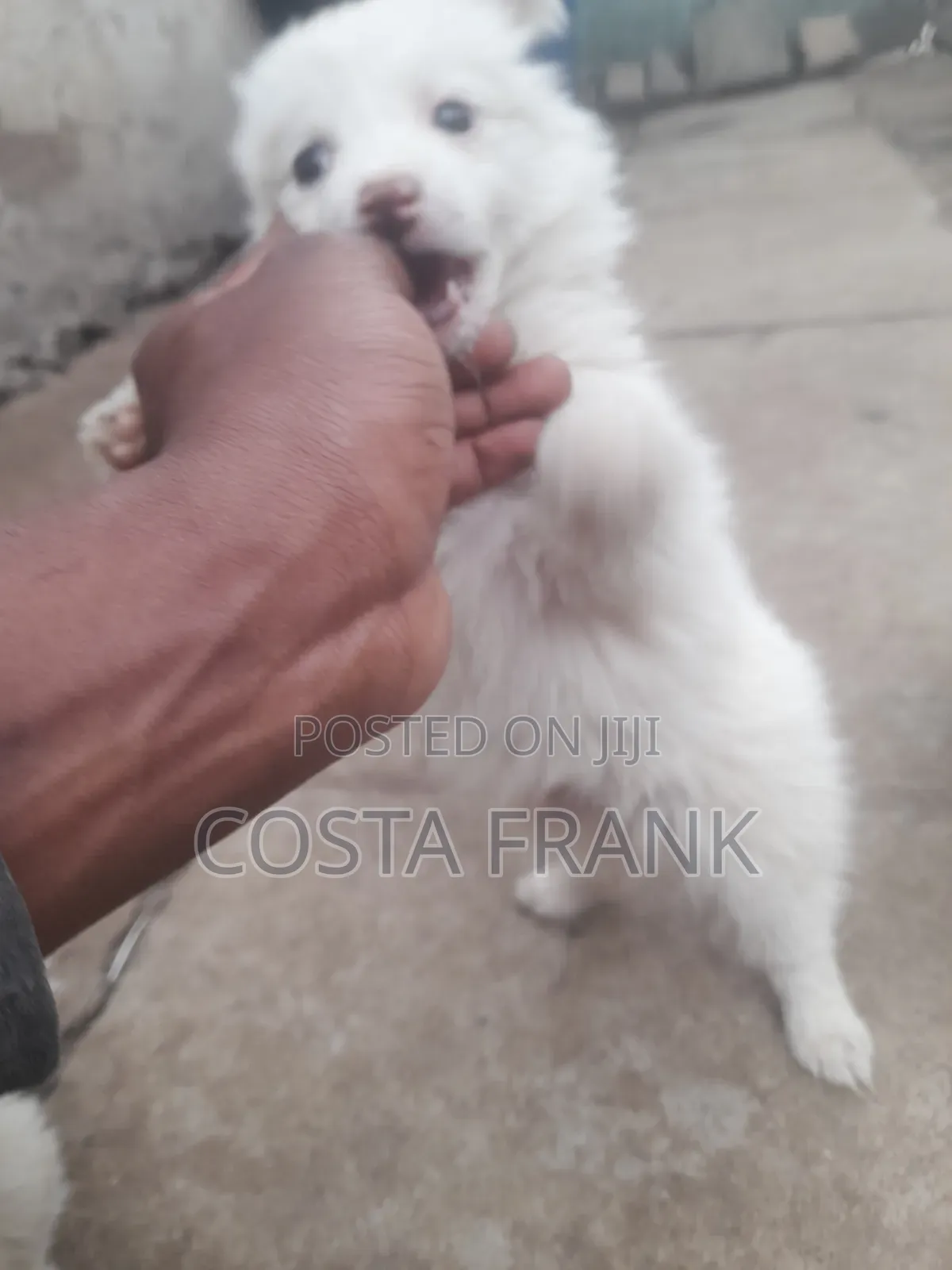 3-6 months Male Purebred Japanese Spitz