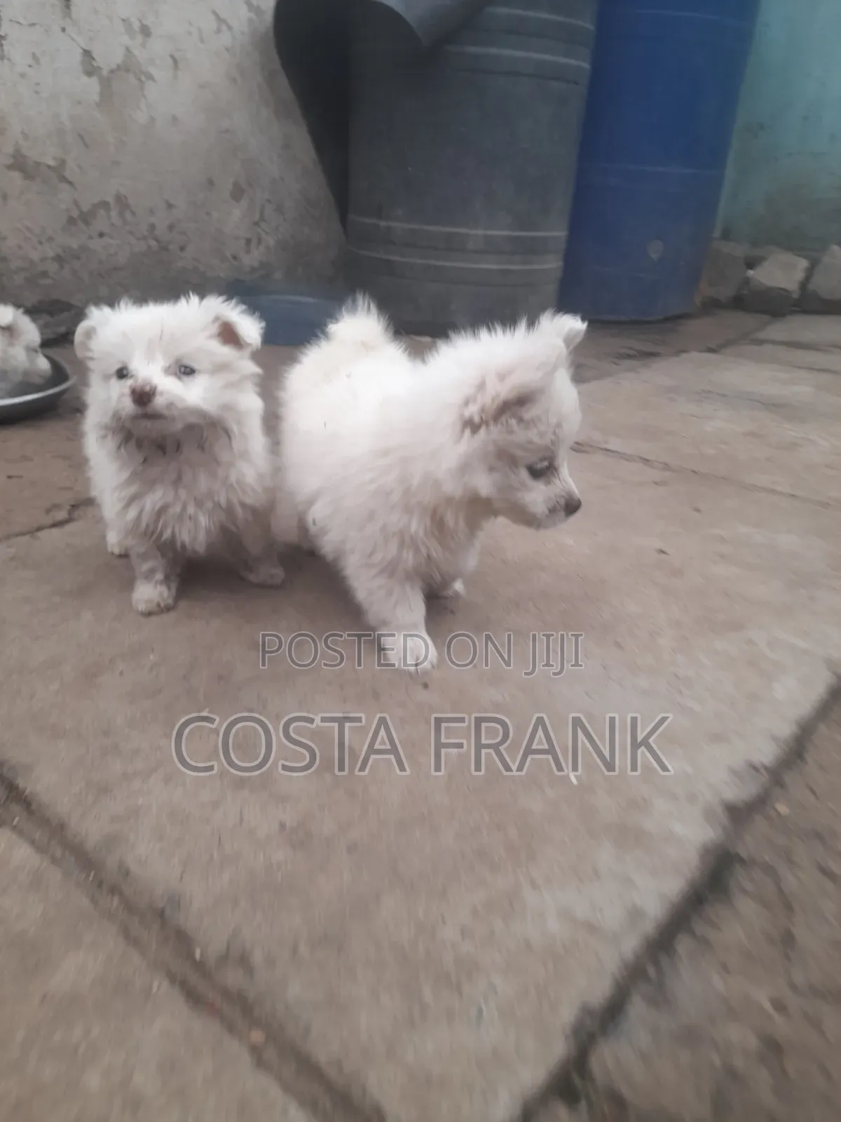 3-6 months Male Purebred Japanese Spitz