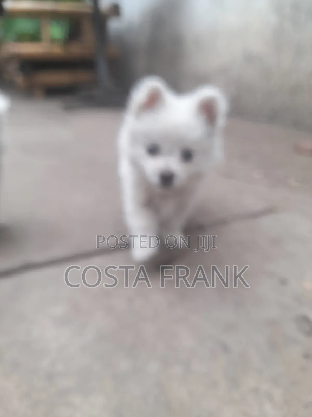 3-6 months Male Purebred Japanese Spitz
