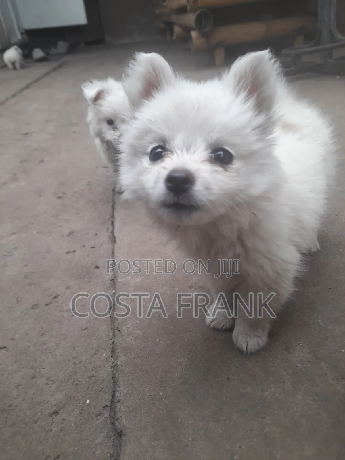 3-6 months Male Purebred Japanese Spitz