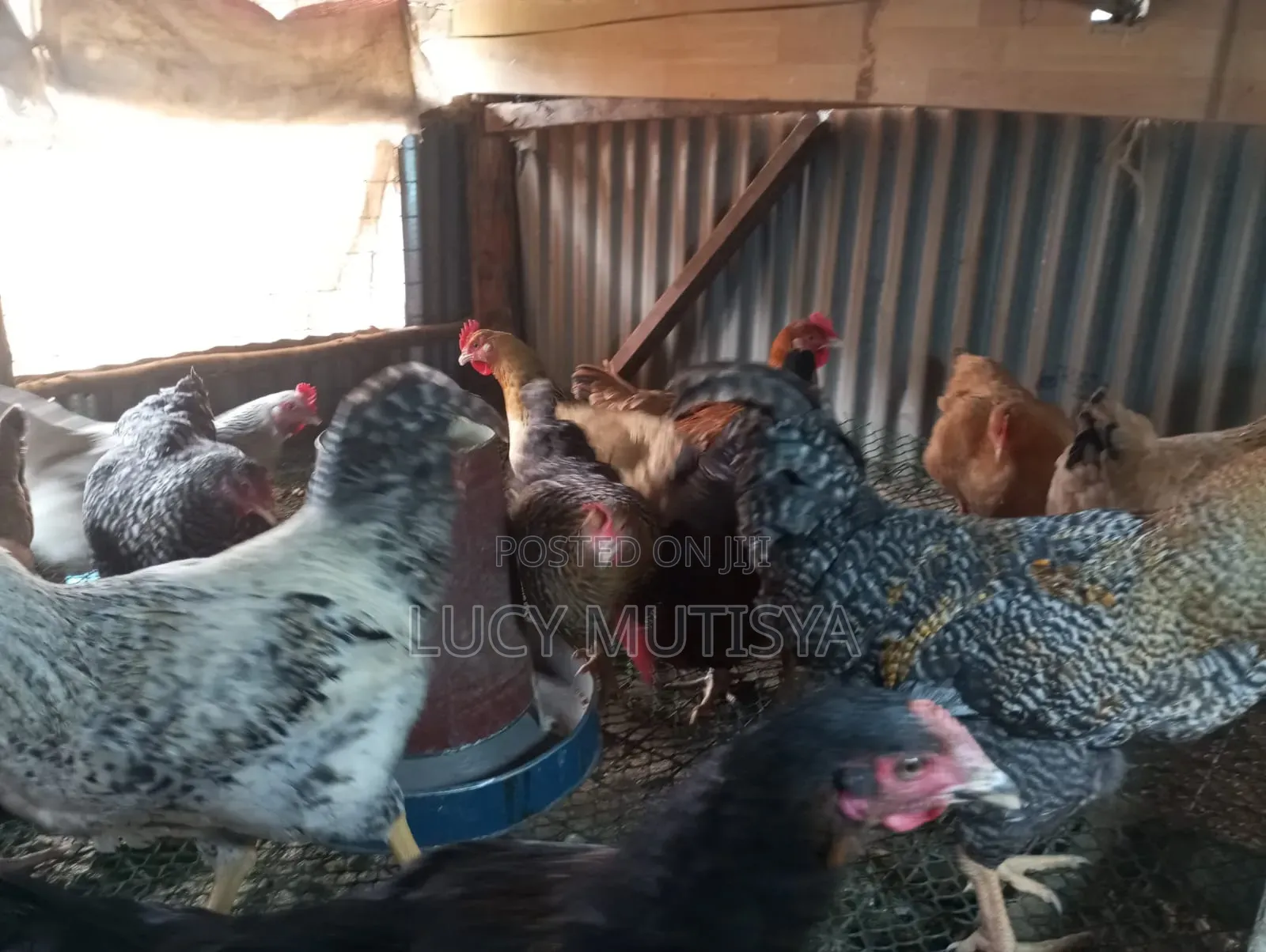 Kienyenji Chiken