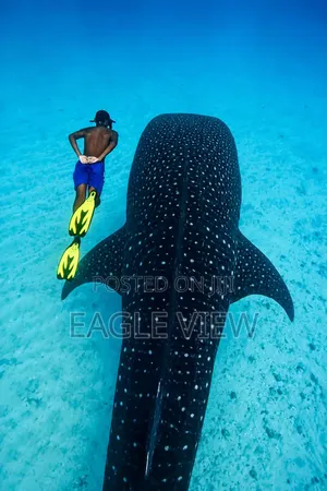 Mafia Island Whale Shark Experience