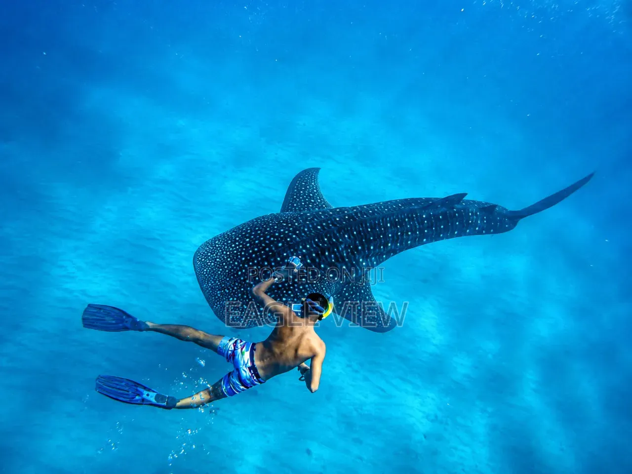 Mafia Island Whale Shark Experience