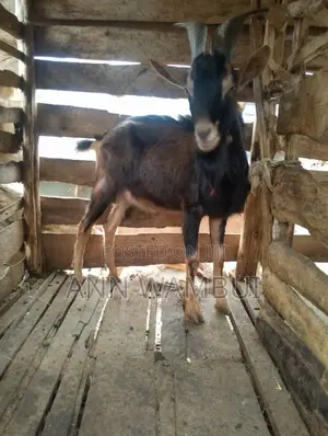 Male Goat for Sale