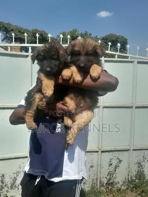 1-3 months Male Purebred German Shepherd