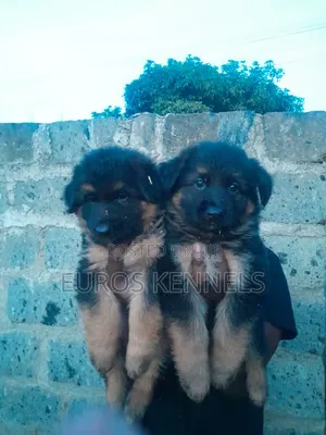 1-3 months Male Purebred German Shepherd