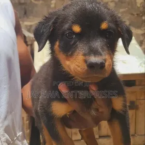 1-3 months Male Purebred Rottweiler